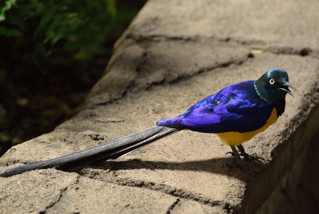 Long tailed glossy starling